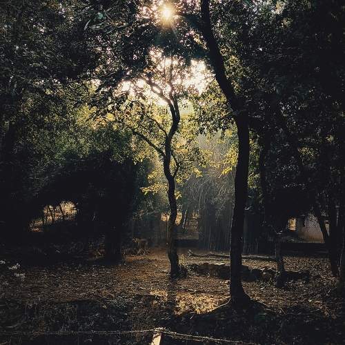Photo #11785992