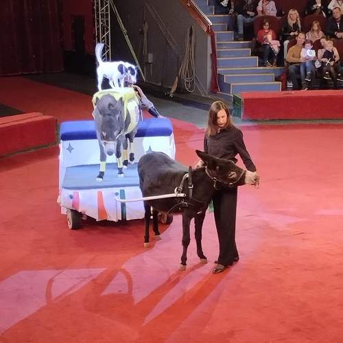 Photo #11786646