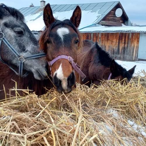 Photo #11787147