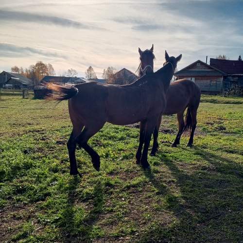Photo #11787207