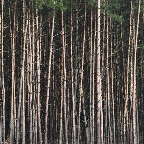 Photo #11787986