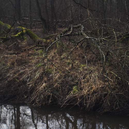 Photo #11787989