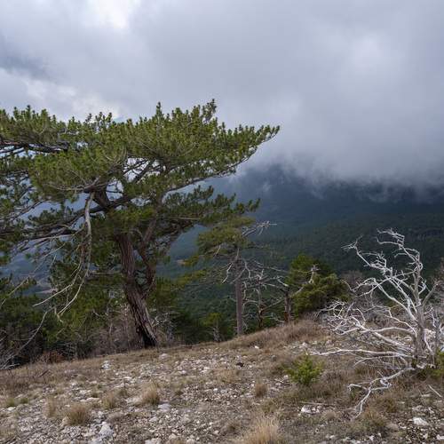 Photo #11788022