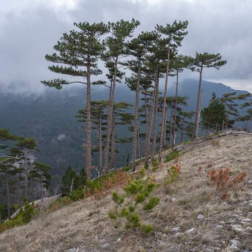 Photo #11788023