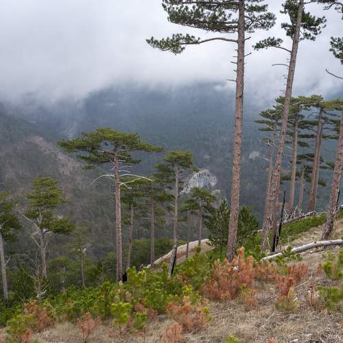Photo #11788024