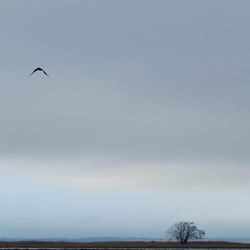 Photo #11788046