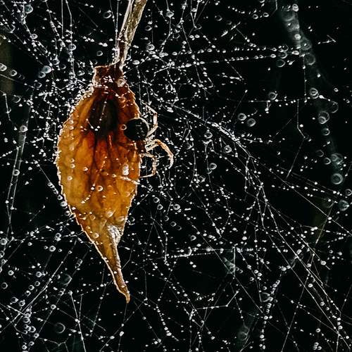 Photo #11788081