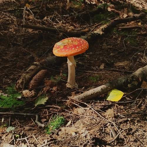 Photo #11788398