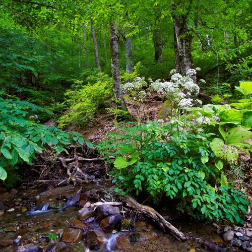 Photo #11788401