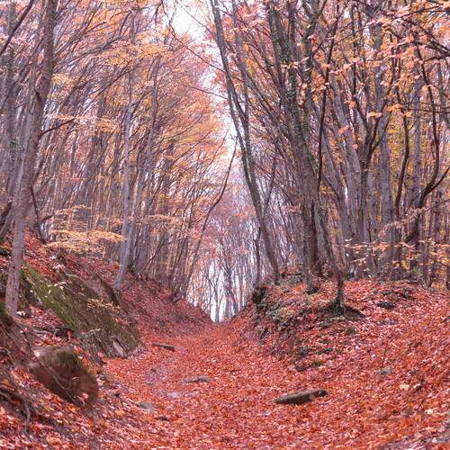 Photo #11788626