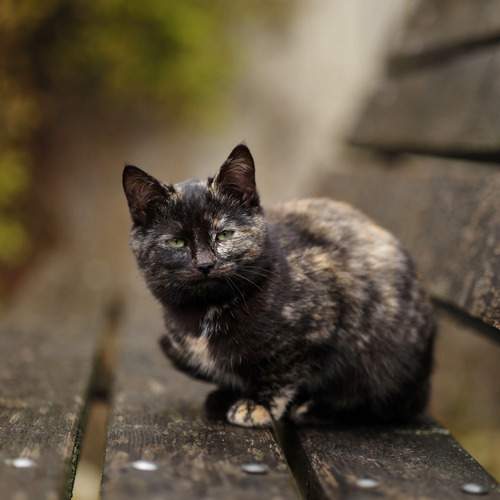 Photo #11789193