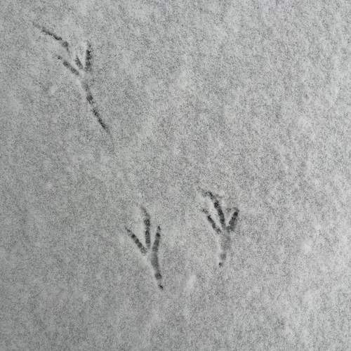 Photo #11789248