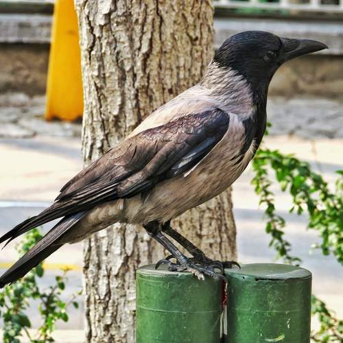 Photo #11789384
