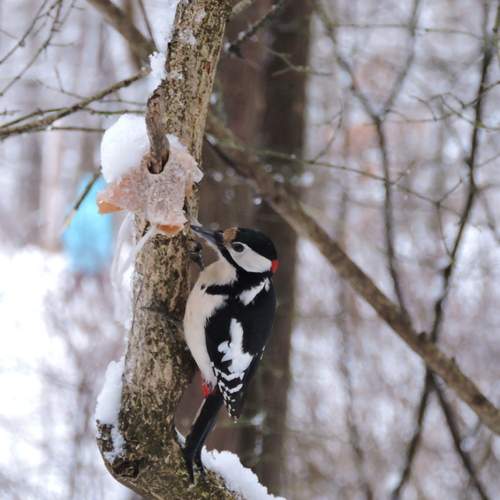Photo #11789531