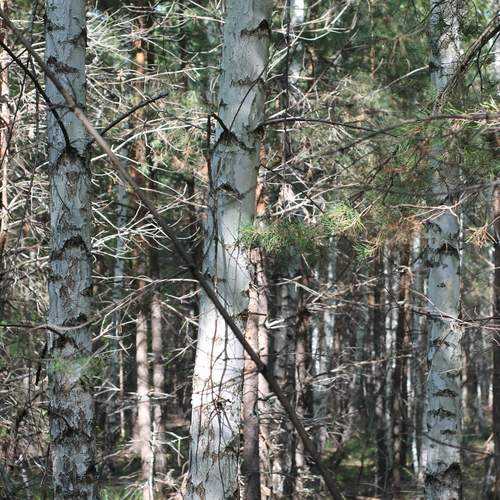 Photo #11789579