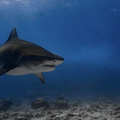 Photo #11790114