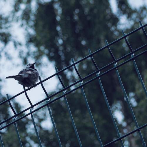 Photo #11790260