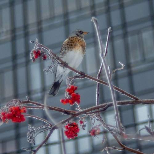 Photo #11790796