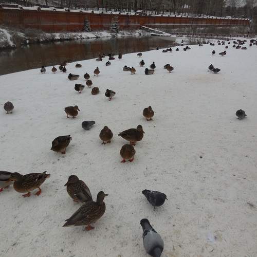 Photo #11790809