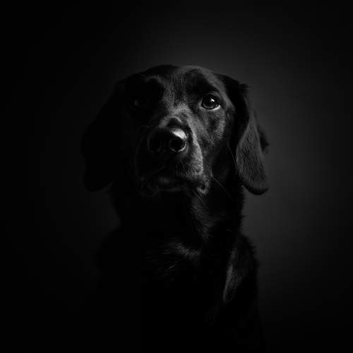 Photo #11791042