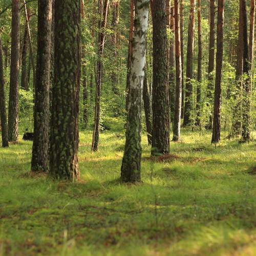 Photo #11791448