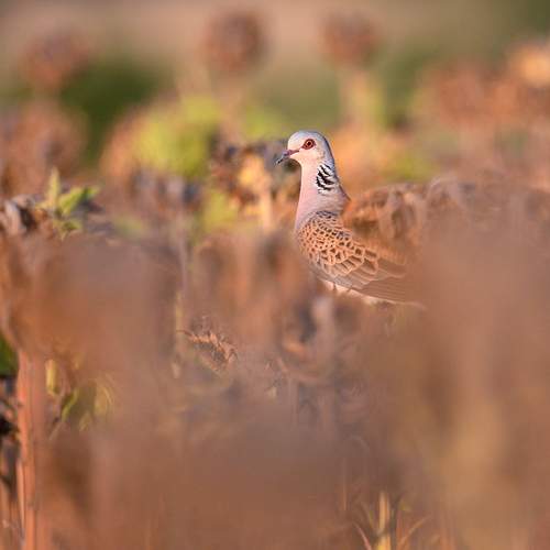 Photo #11791676