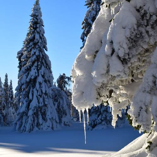 Photo #11791874