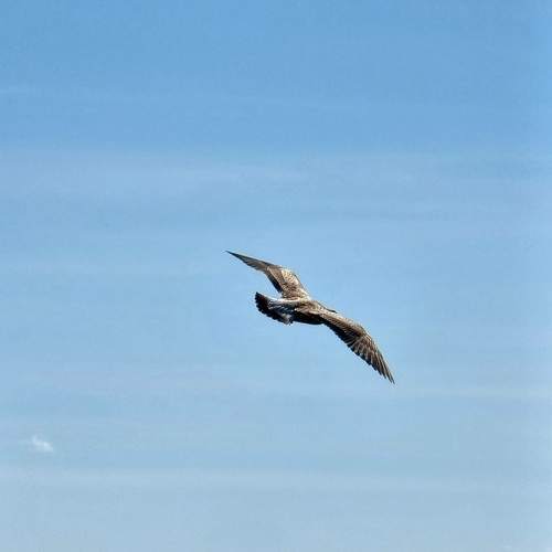 Photo #11792010