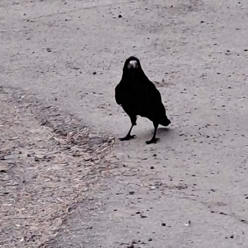 Photo #11792108