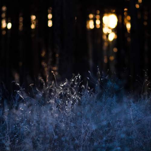 Photo #11792177