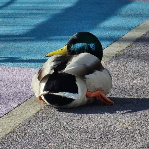 Photo #11792237