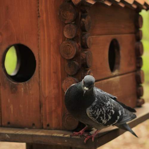 Photo #11792381