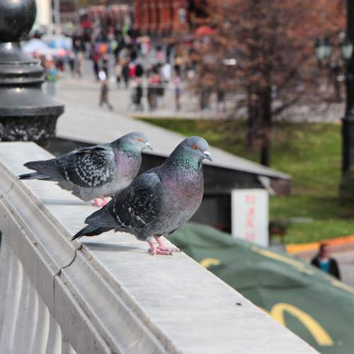 Photo #11792579