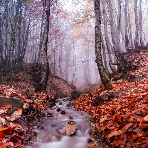 Autumn