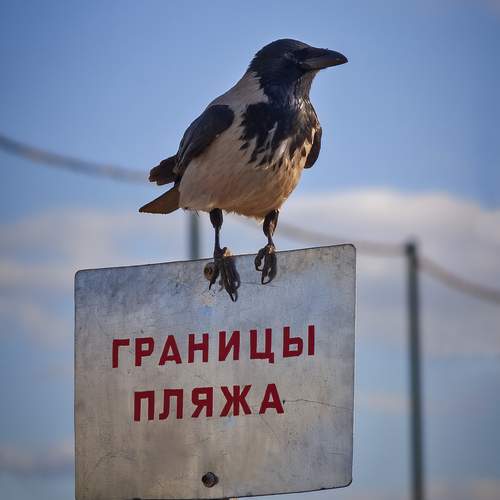 Граница под наблюдением