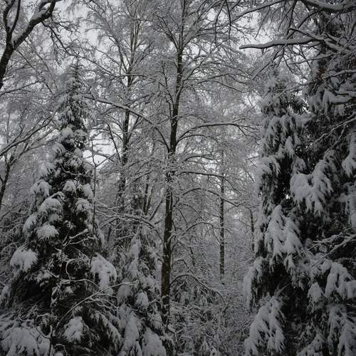 Photo #11793817