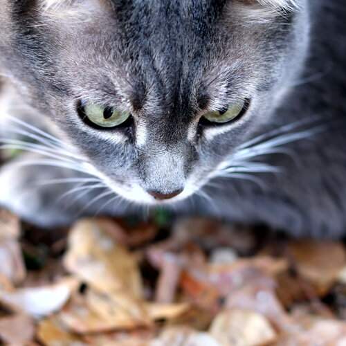 Photo #11793975
