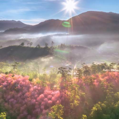 Tran Phuong
