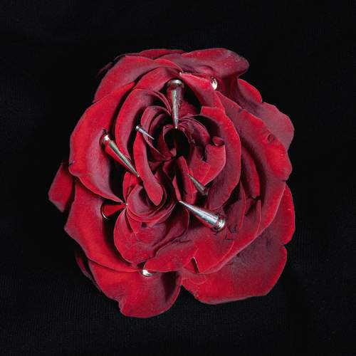 Photo #11794441
