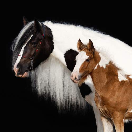 Фотография #11794522