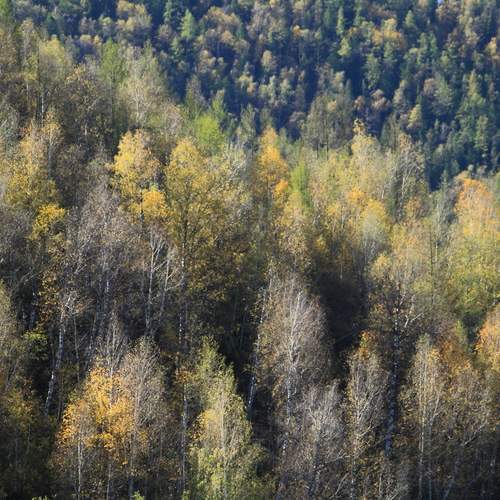 Осенний лес.
