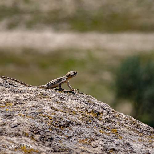 Photo #11794694