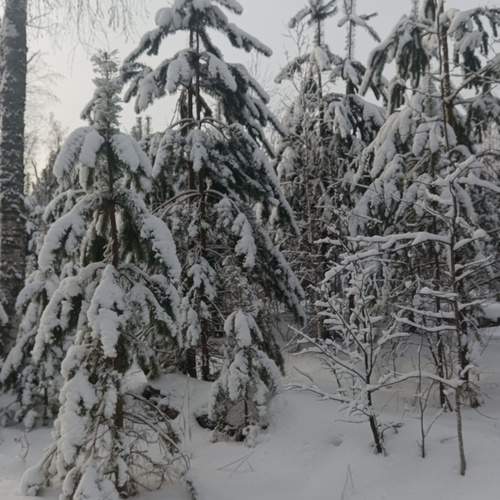 Photo #11794912