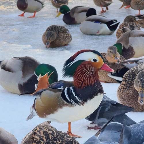 Photo #11795012