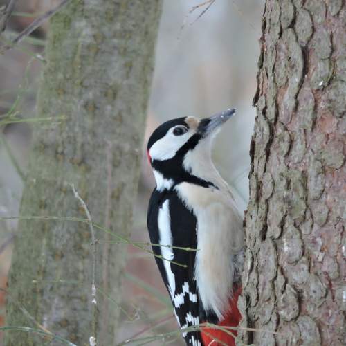Photo #11795024