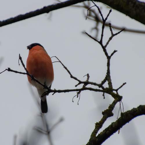 Photo #11795222