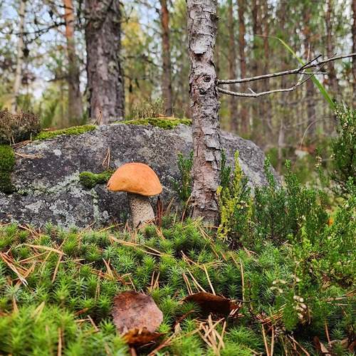 Photo #11795237