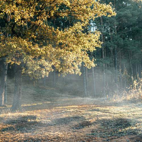 Photo #11795855