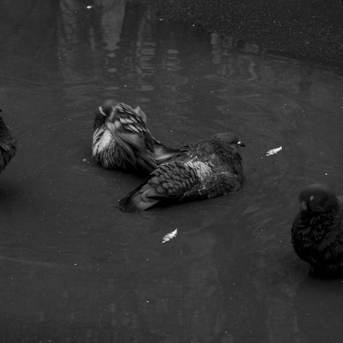 Фотография #11796306