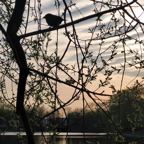 Photo #11796637